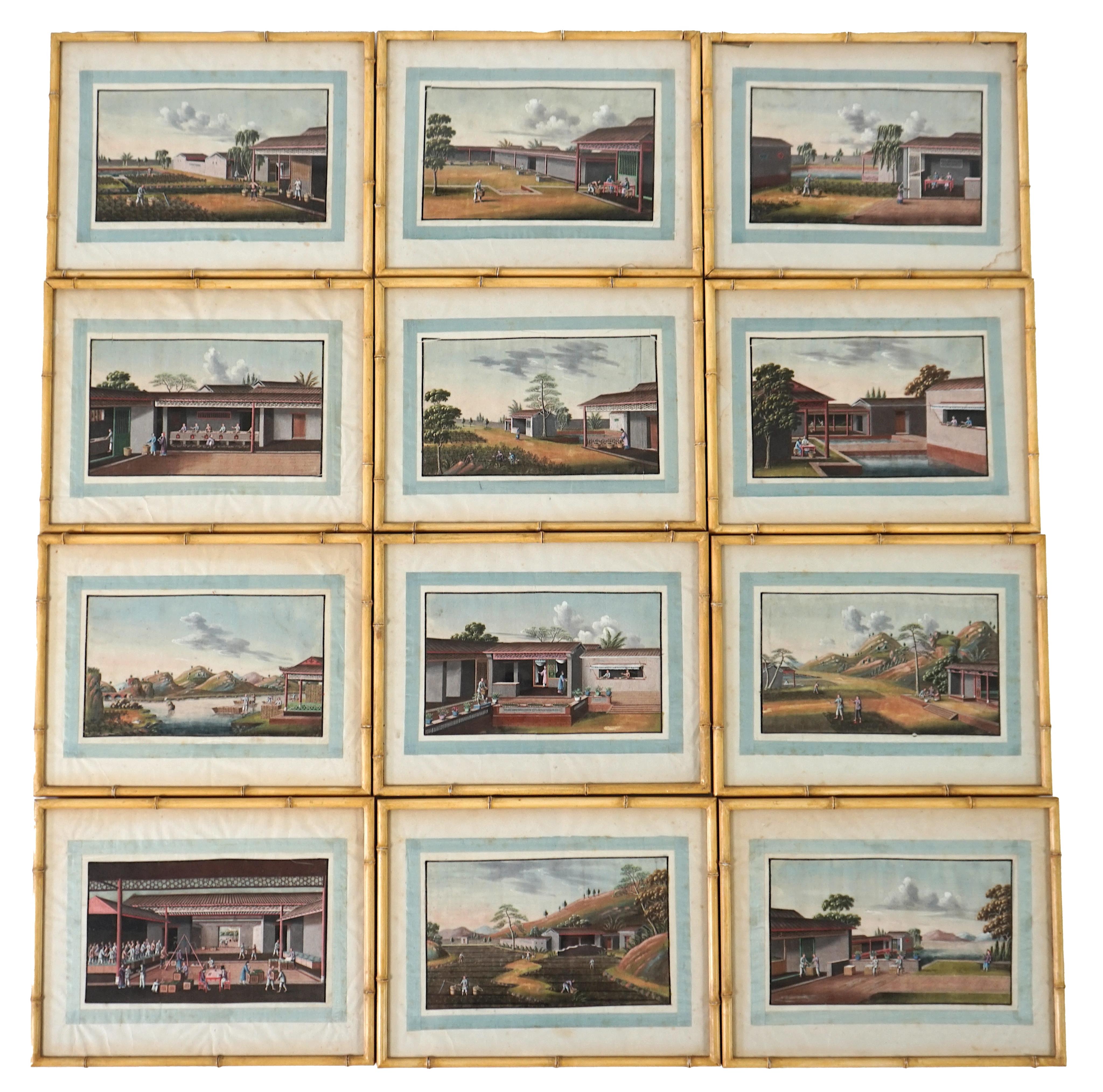 A set of twelve Chinese gouache paintings on pith paper of tea production, circle of Tingqua c.1840